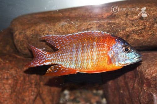 Aulonocara (Pavo Real)