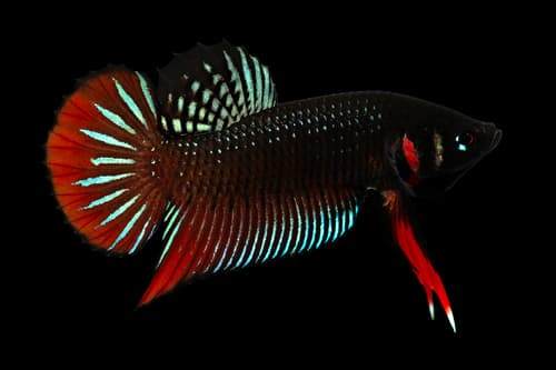 Betta Macho HM Importado