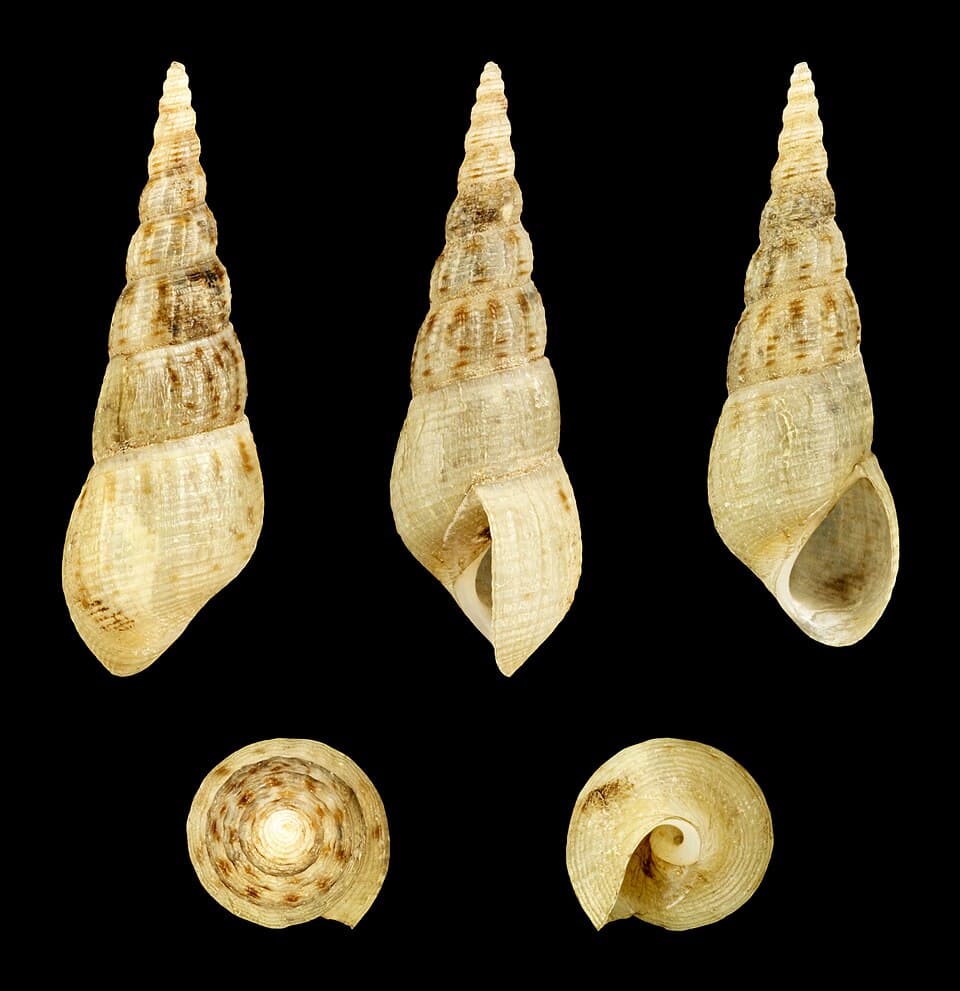 CARACOL TROMPETA