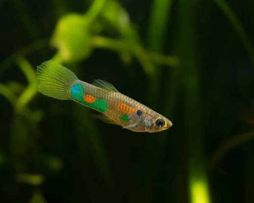 Guppy Macho Cola Espada