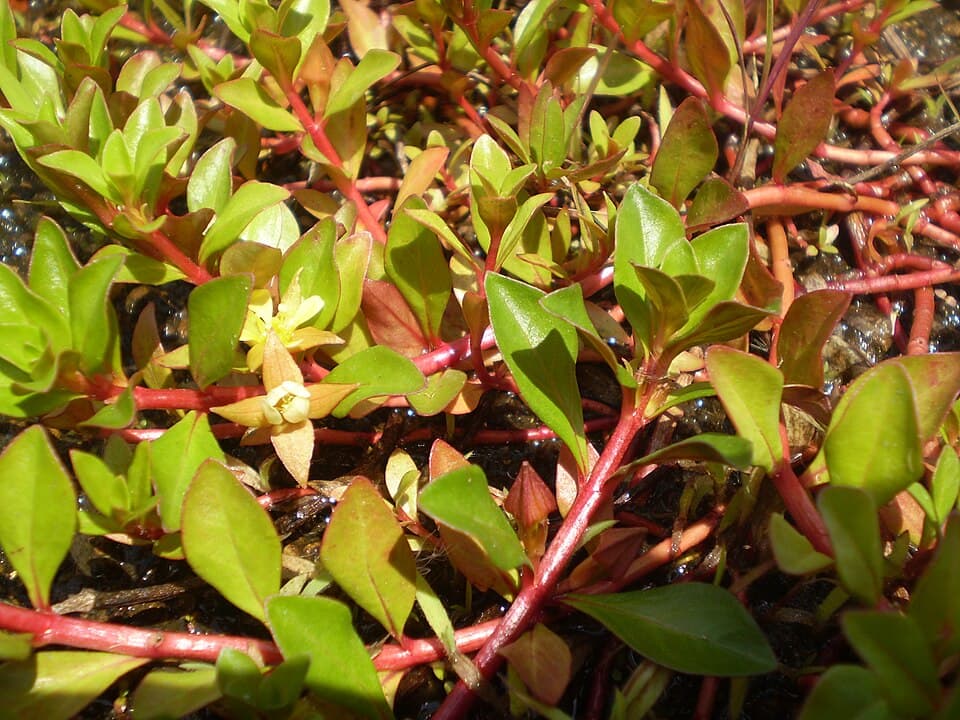LUDWIGIA INCLINATA VAR. CUBA