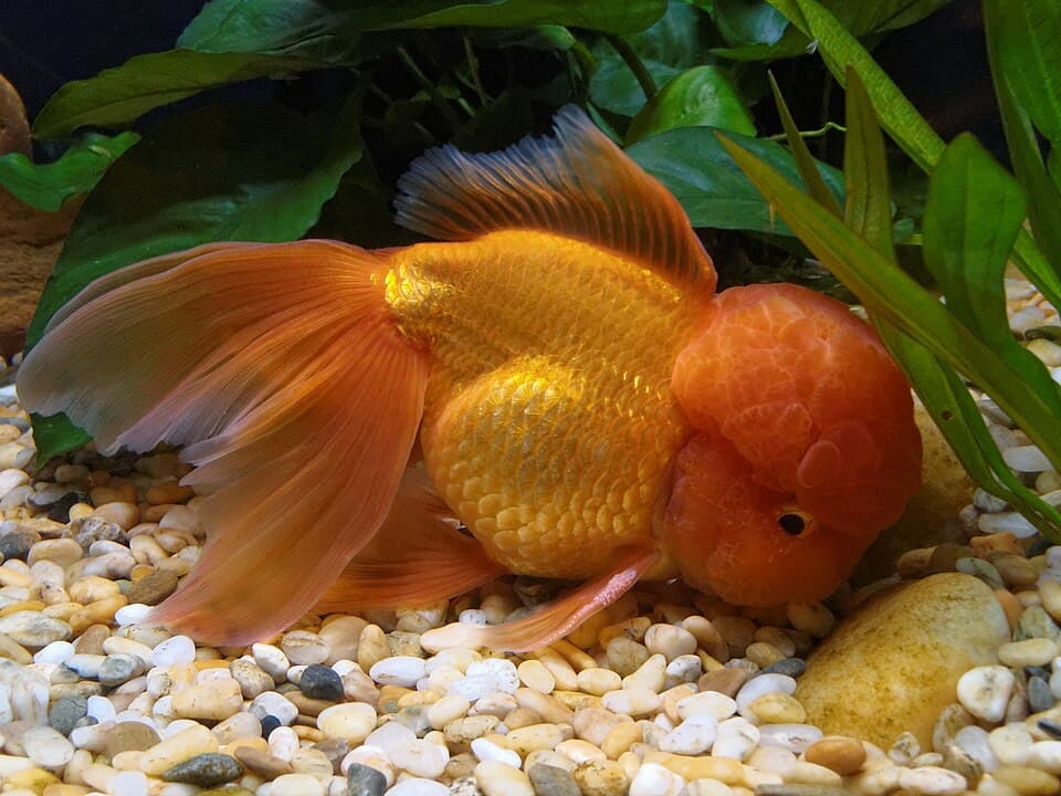 ORANDA BAILARINA #4