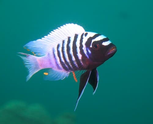 Pseudotropheus Zebra